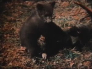 Начальные классы. Времена года. Животные в разные времена года