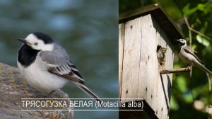 Размеры мухоловочника. Как сделать домик для маленьких синиц?