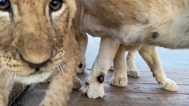 Львята Дейла и Лейлы УЖЕ ИДУТ НА КОНТАКТ ! смотреть онлайн