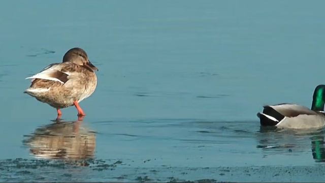 Duck Romantic (Balaton Lake) смотреть онлайн