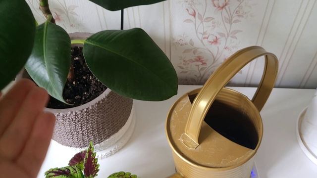 Комнатные растения - уход и полив. Чем я пользуюсь.