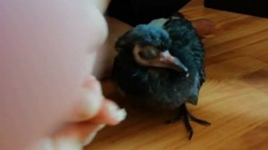 Вчера с другом во дворе НАШЛИ МАЛЕНЬКОГО ПТЕНЦА ГОЛУБЯ. СПАСЕНИЕ маленького птенца.