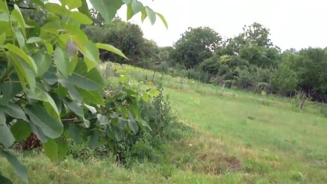 Белики. Полтавская область