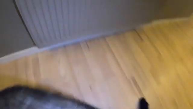 #dog #short #собака #собаки #мышь #крыса #хаски #маламут #щенок #щенки #животные смотреть онлайн