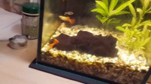 Мой аквариум на 10 литров