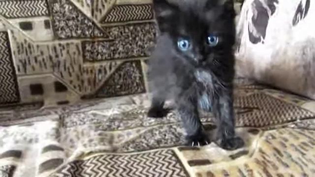 котенок ищет семью Йошкар-Ола смотреть онлайн