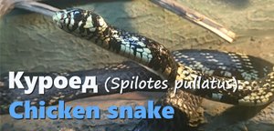 Змея куроед. Московский зоопарк.
Сhicken snake (Spilotes pullatus). Moscow Zoo.