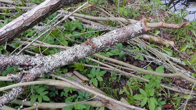 Пила для похода | Поход в лес | Bushcraft | Складная пила смотреть онлайн