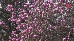 Магнолія Суланжа та магнолія Суланжа "Александрина"