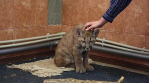 Пума попала в беду