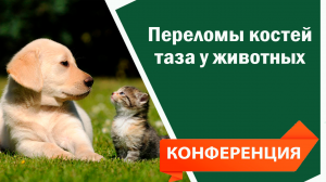 Переломы костей таза у животных