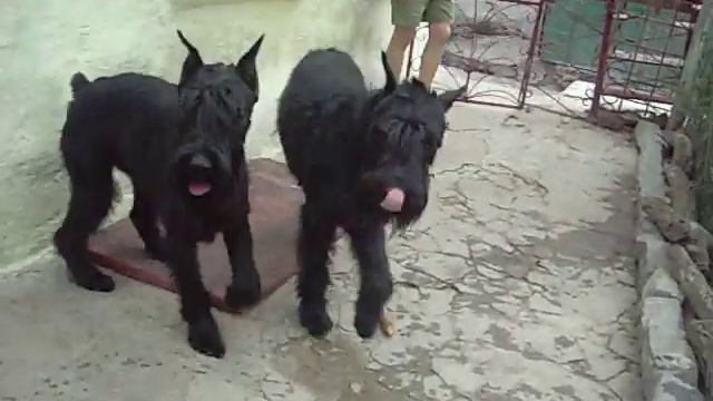 Семья Роман-Кош. домашнее видео