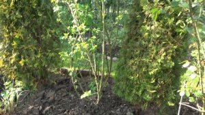 Розы уже набирают бутоны, наращивают базальные побеги, необходима защита от розанного пилильщика