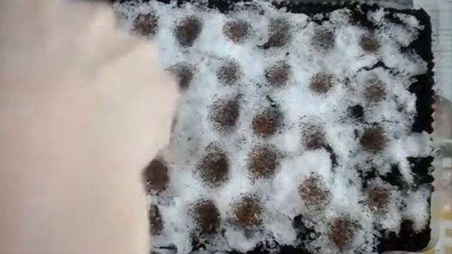 Посев лобелии.Часть1. смотреть онлайн