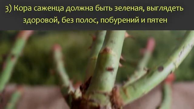 Какими должны быть саженцы роз?Как выбирать саженцы роз