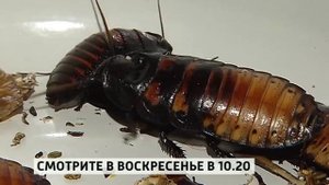 "Неделя в Городе" анонс 20 апреля 2014 г.