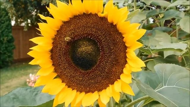 Расслабляющая музыка с красивой природой