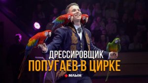 О трюках, тяжелых переездах и подрезании крыльев — монолог дрессировщика попугаев