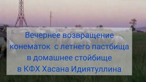 Табун конематок башкирской породы в КФХ Хасана Идиятуллина