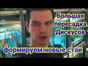 Глобальное переселение Дискусов.  Формируем новые стаи
