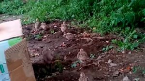 Кабкчучаи хочаи.ало