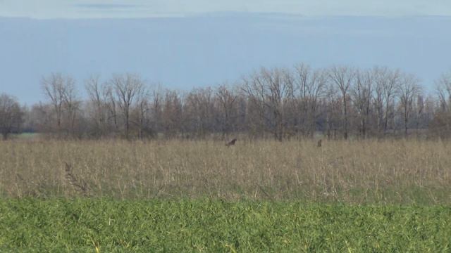 салюки oxota Хабиб смотреть онлайн