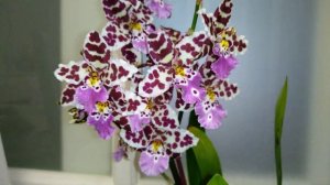 Камбрии. Роскошное домашнее цветение