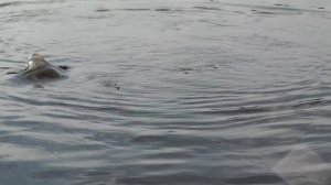 Ловим Язя