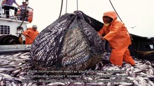 Как получить квоту на вылов рыбы