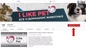 Насколько сложен уход за пуделем?