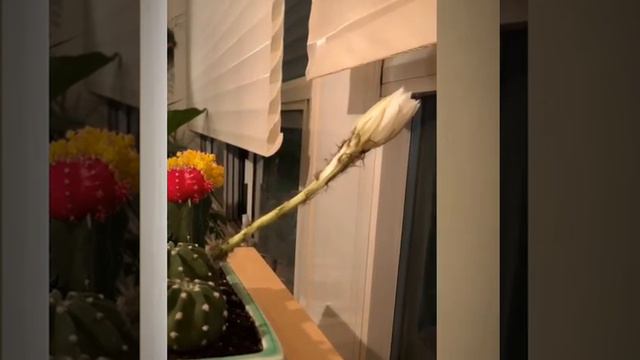 Domino Cactus Blooming - Echinopsis subdenudata