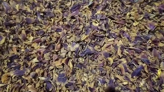 Бархатцы Чернобрывцы.Полезные свойства. смотреть онлайн