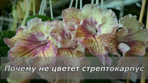 Почему не цветет стрептокарпус?