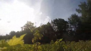 Дикая смородина,  дикая смородина май дикая смородина июль по месяцам.