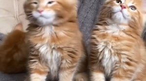 Рыжие котята породы мейн-кун. Сегодня нам 2 месяца.