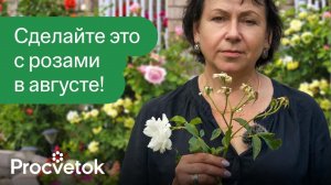 ВАЖНО СДЕЛАТЬ ЭТО С РОЗАМИ В АВГУСТЕ И СЕНТЯБРЕ для хорошей зимовки и пышного цветения!