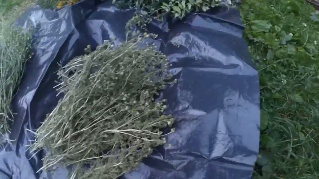 Лечебные травы с вершин КАРПАТ смотреть онлайн