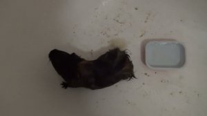 морская свинка Блэкки с водой 2021