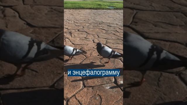 Учёные узнали, что снится голубям