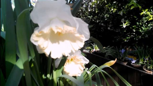 Репетиция весны нарциссы смотреть онлайн