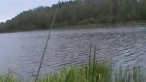 карповый пруд в Ольховке