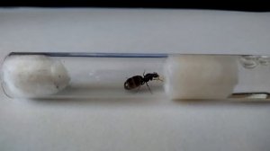 Лазиус нигер-черный садовый муравей/lasius niger  уход, кормление./Жизнь В Муравейнике