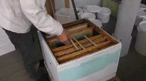 организую зимовку нескольких маток в одной семье
