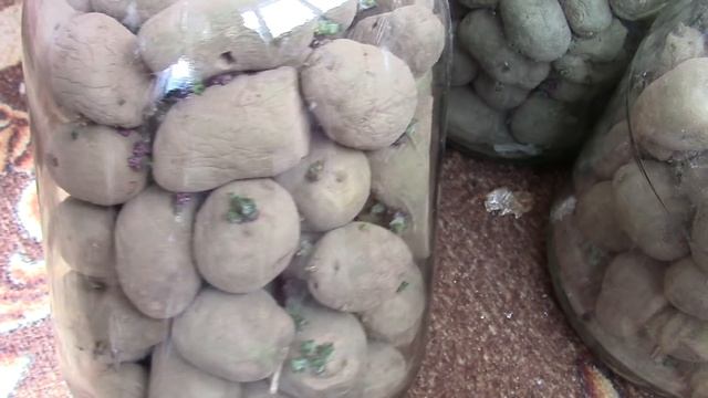 ОБЯЗАТЕЛЬНО ПОПРОБУЙТЕ! ЛУЧШИЙ СПОСОБ ПРОРАЩИВАНИЯ КАРТОФЕЛЯ ДЛЯ ПОСАДКИ