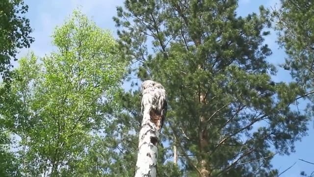 Тургояк. Бородатая неясыть (сова). смотреть онлайн