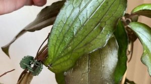 Hoya Erythrina Bajo-истощенная хойя?!