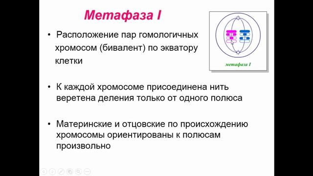 Биология, 9 класс Деление половых клеток. Мейоз. Людмила Ивановна. Profi-Teacher.ru смотреть онлайн