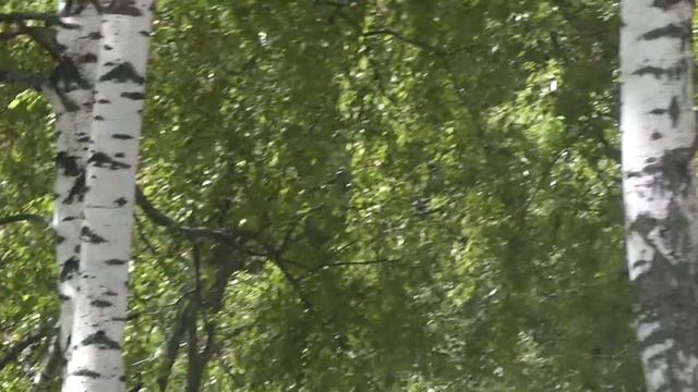 Русалья Неделя 2 смотреть онлайн