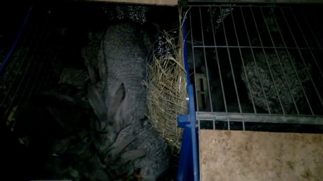 Крольчата Советская Шиншилла в 25 дней начинают самостоятельно питаться смотреть онлайн