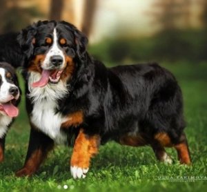 Пёсель "Балабака". Сабакен из полимерной глины. Хобби - лепка фигурок и статуэток.